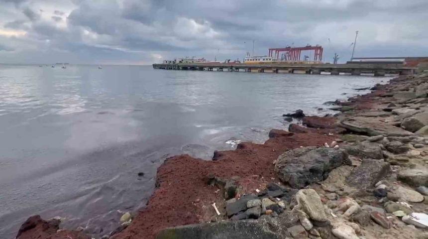 Tekirdağ&rsquo;da kuvvetli r&uuml;zgar sahili kırmızı yosunla kapladı