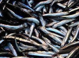 Av sezonu kapandı, balık el yakıyor