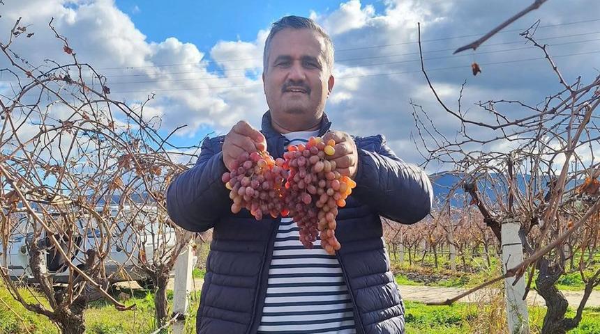 Kazancı &ccedil;ok y&uuml;ksek: Soğuğa meydan okuyan meyve! 20 yıl &ouml;nce başladı 