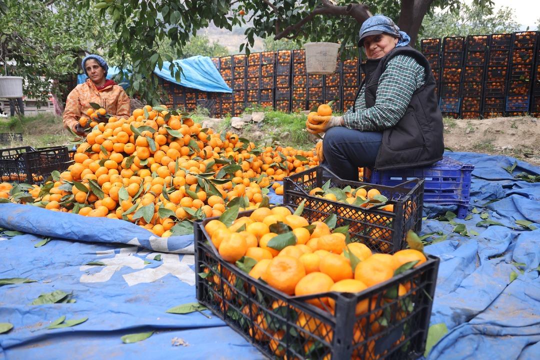 Tarla fiyatı 2 TL ye geriledi market fiyatı 35 katına &ccedil;ıktı! &Uuml;retici tepki g&ouml;steriyor 2