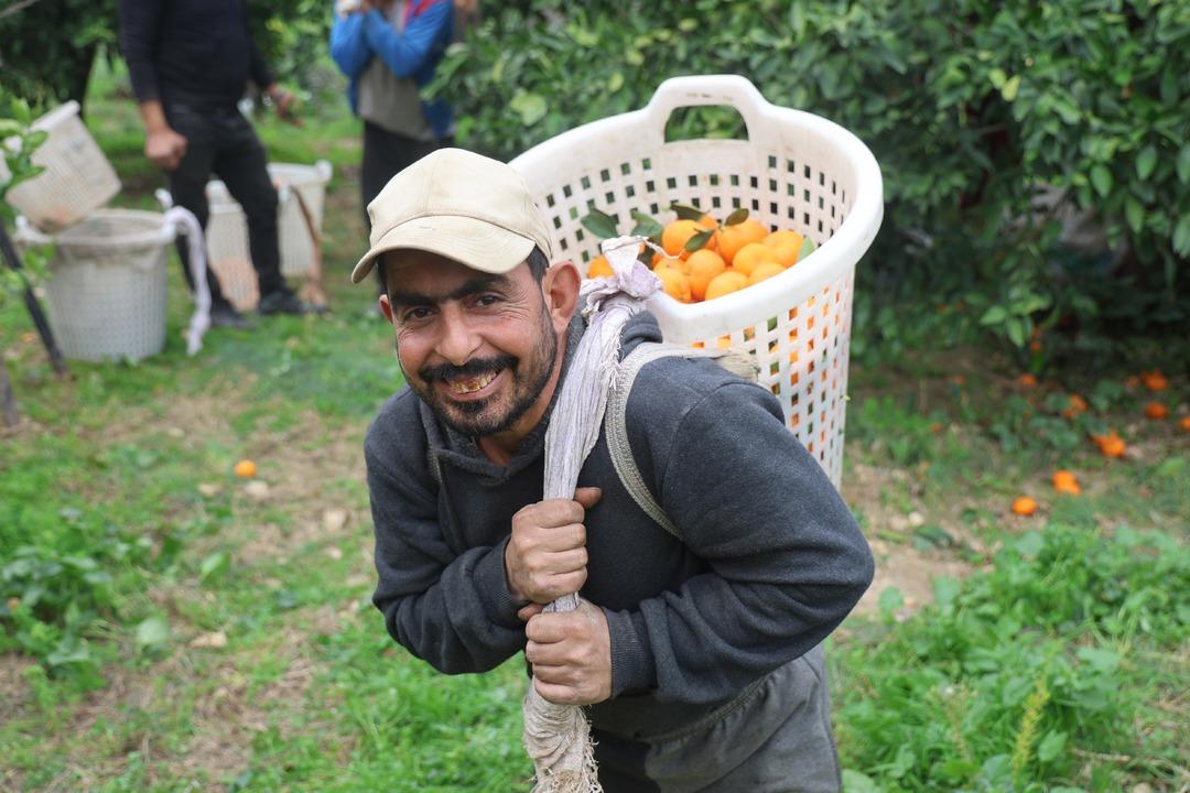 Tarla fiyatı 2 TL ye geriledi market fiyatı 35 katına &ccedil;ıktı! &Uuml;retici tepki g&ouml;steriyor 4