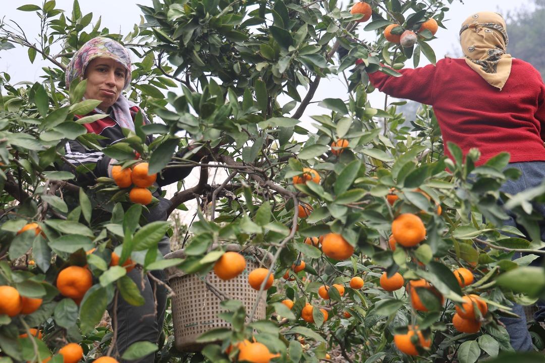 Tarla fiyatı 2 TL ye geriledi market fiyatı 35 katına &ccedil;ıktı! &Uuml;retici tepki g&ouml;steriyor 1