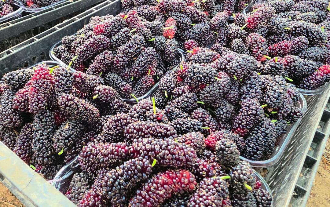 Fiyatıyla y&uuml;zleri g&uuml;ld&uuml;r&uuml;yor!  Yıkamadan rahatlıkla t&uuml;ketilebilir  2