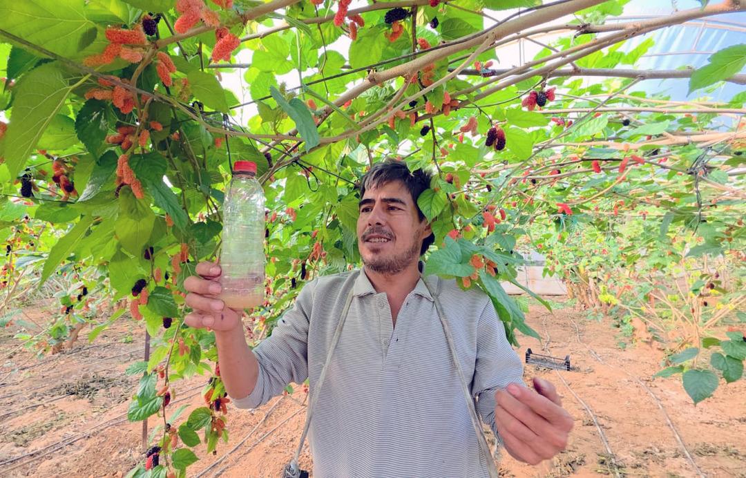 Fiyatıyla y&uuml;zleri g&uuml;ld&uuml;r&uuml;yor!  Yıkamadan rahatlıkla t&uuml;ketilebilir  1
