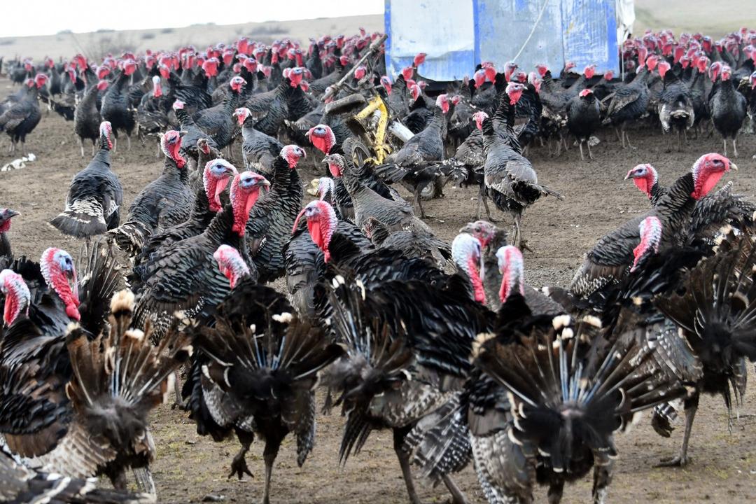 Hindi se&ccedil;erken bunu g&ouml;z ardı etmeyin! Kilosu 500 lira: Dişi hindi mi lezzetli erkeği mi? 9