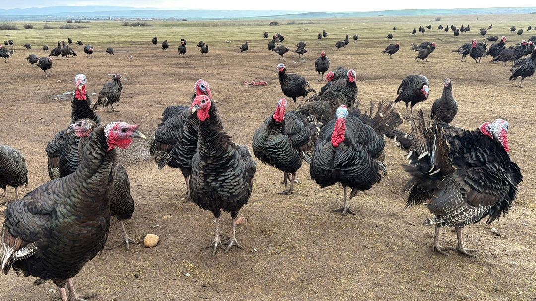 Hindi se&ccedil;erken bunu g&ouml;z ardı etmeyin! Kilosu 500 lira: Dişi hindi mi lezzetli erkeği mi? 7