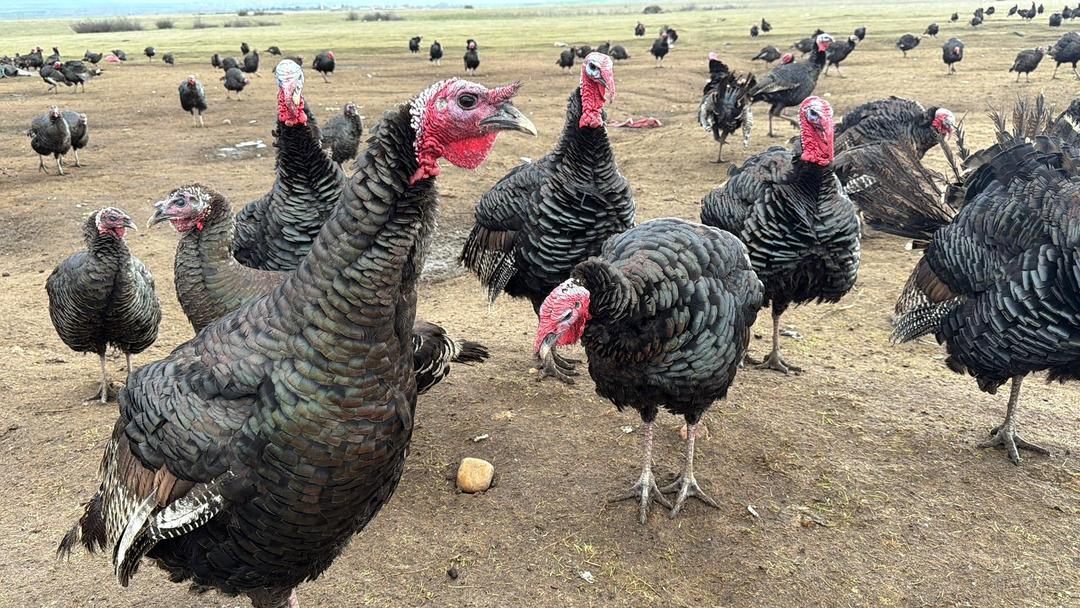 Hindi se&ccedil;erken bunu g&ouml;z ardı etmeyin! Kilosu 500 lira: Dişi hindi mi lezzetli erkeği mi? 5