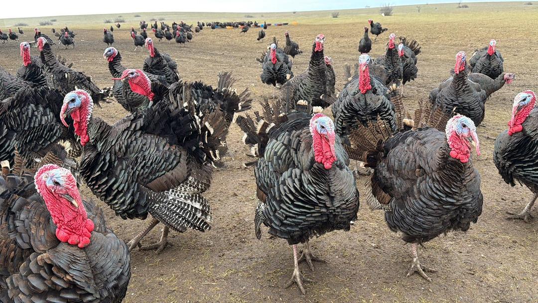 Hindi se&ccedil;erken bunu g&ouml;z ardı etmeyin! Kilosu 500 lira: Dişi hindi mi lezzetli erkeği mi? 6