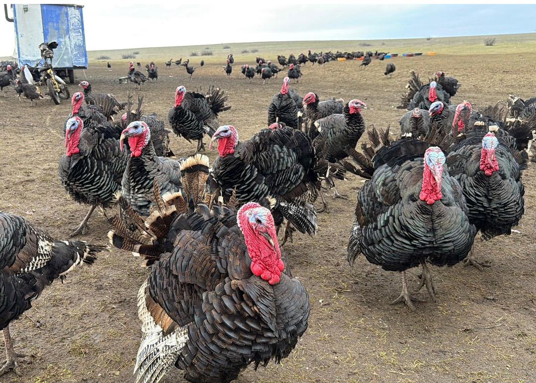 Hindi se&ccedil;erken bunu g&ouml;z ardı etmeyin! Kilosu 500 lira: Dişi hindi mi lezzetli erkeği mi? 11