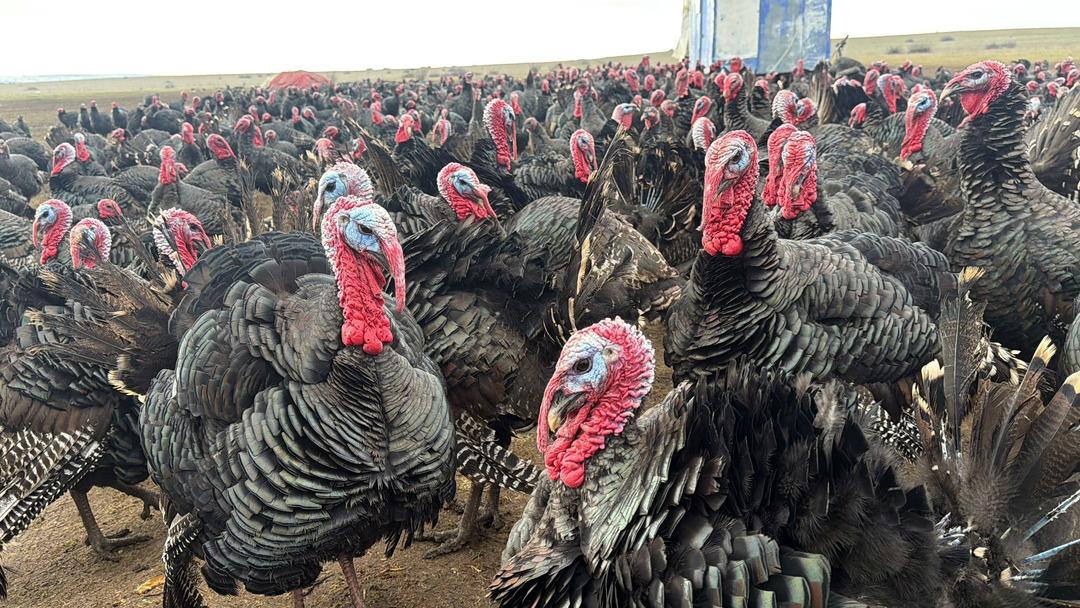 Hindi se&ccedil;erken bunu g&ouml;z ardı etmeyin! Kilosu 500 lira: Dişi hindi mi lezzetli erkeği mi? 10