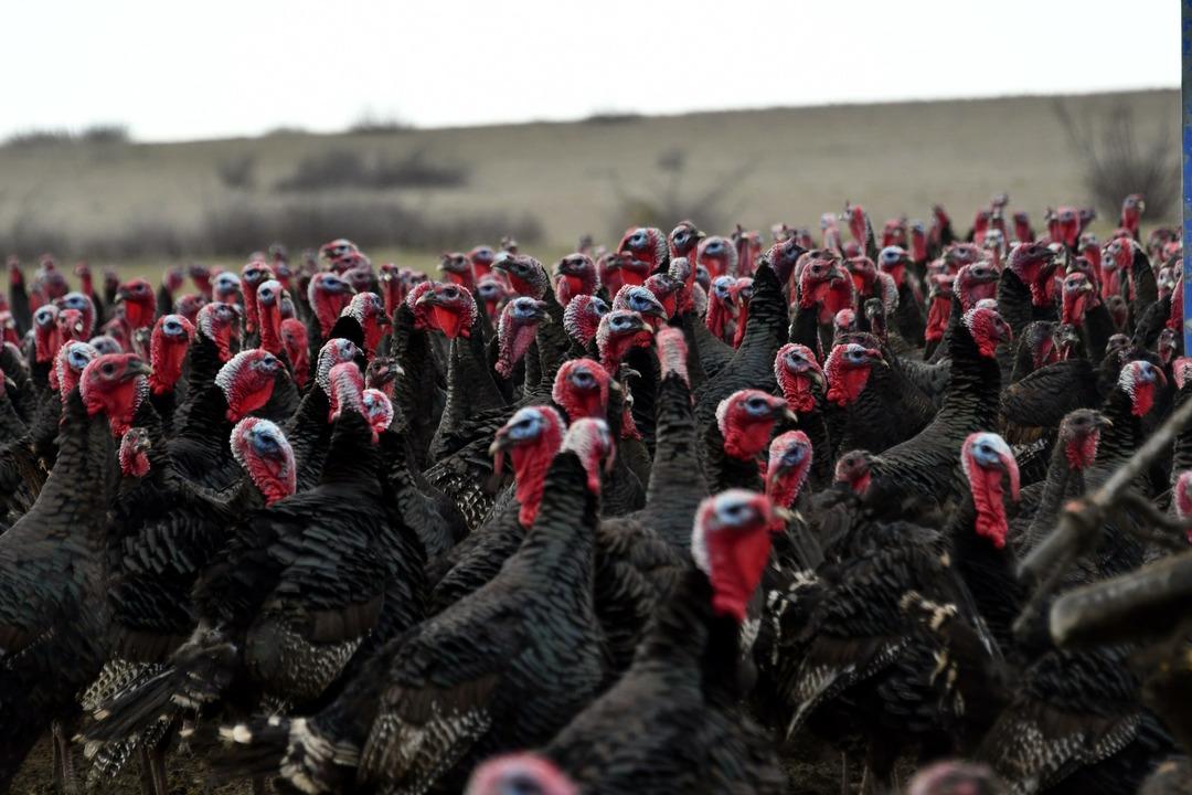 Hindi se&ccedil;erken bunu g&ouml;z ardı etmeyin! Kilosu 500 lira: Dişi hindi mi lezzetli erkeği mi? 4