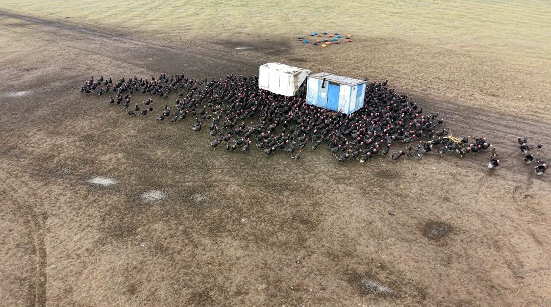 Hindi se&ccedil;erken bunu g&ouml;z ardı etmeyin! Kilosu 500 lira: Dişi hindi mi lezzetli erkeği mi? 3