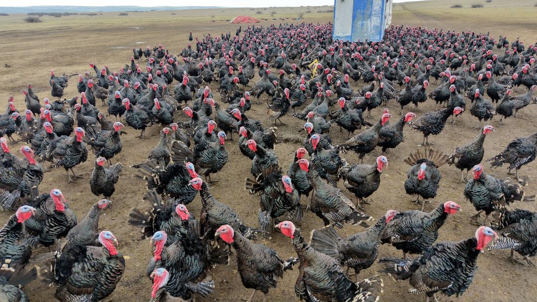 Hindi se&ccedil;erken bunu g&ouml;z ardı etmeyin! Kilosu 500 lira: Dişi hindi mi lezzetli erkeği mi? 2