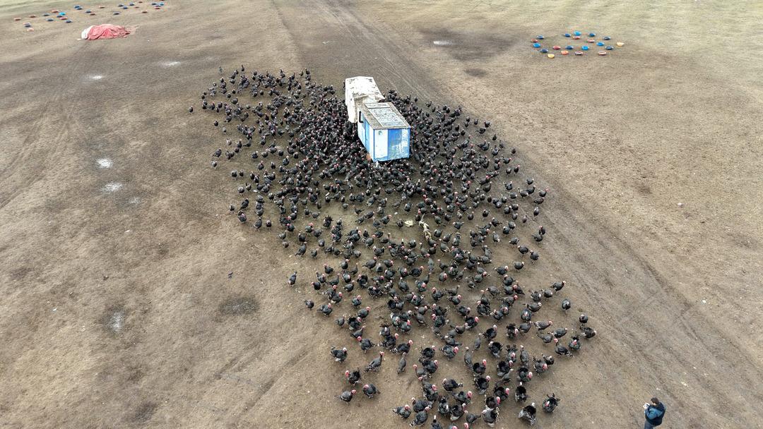 Hindi se&ccedil;erken bunu g&ouml;z ardı etmeyin! Kilosu 500 lira: Dişi hindi mi lezzetli erkeği mi? 1