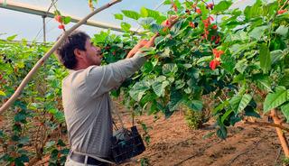 Fiyatıyla y&uuml;zleri g&uuml;ld&uuml;r&uuml;yor! 'Yıkamadan rahatlıkla t&uuml;ketilebilir'