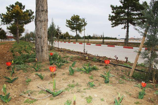 Karaman Belediyesinden şehir mezarlığında çevre düzenlemesi