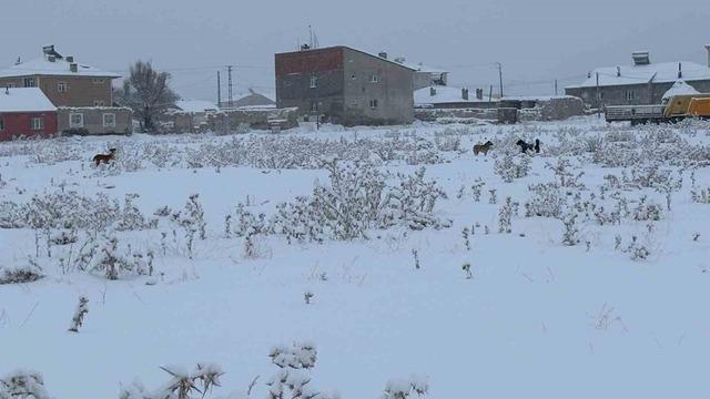 Diyadin’de başıboş köpekler tedirgin ediyor