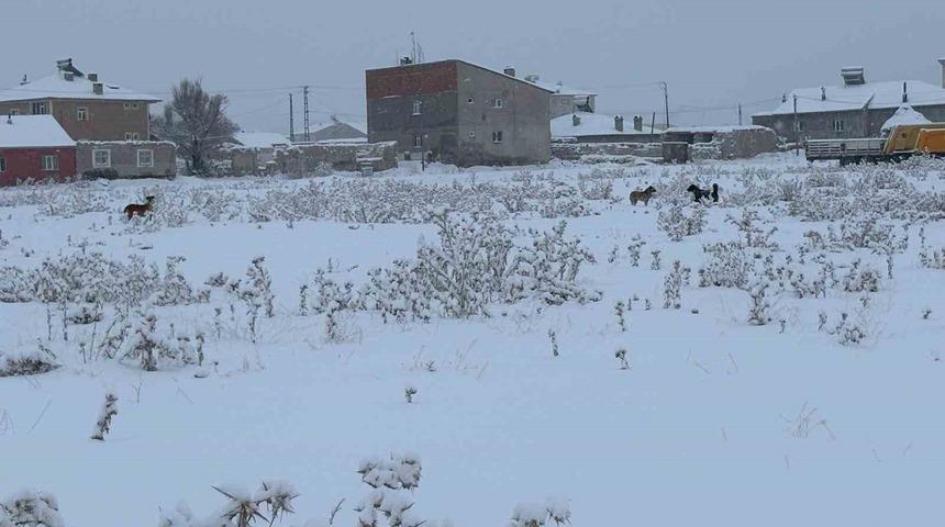 Diyadin&rsquo;de başıboş k&ouml;pekler tedirgin ediyor