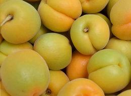 Kayısı bu yıl da dondan zarar gördü