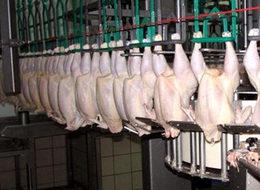 Türk tavuğu için kritik karar