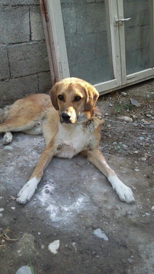 (Özel) Yaşlı çift kayıp köpekleri için gözyaşı döküyor