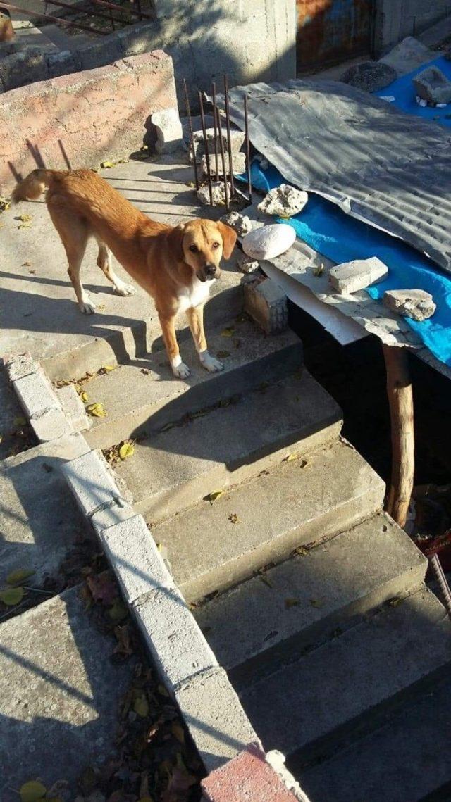 (Özel) Yaşlı çift kayıp köpekleri için gözyaşı döküyor