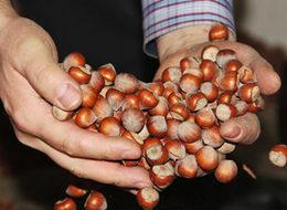 FİSKOBİRLİK alacaklı bulamıyor