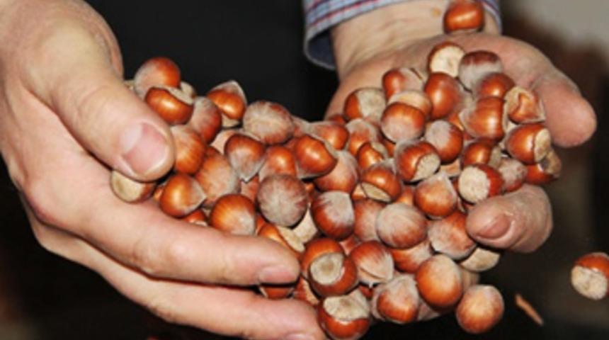 Fındık fiyatı durdurulamıyor