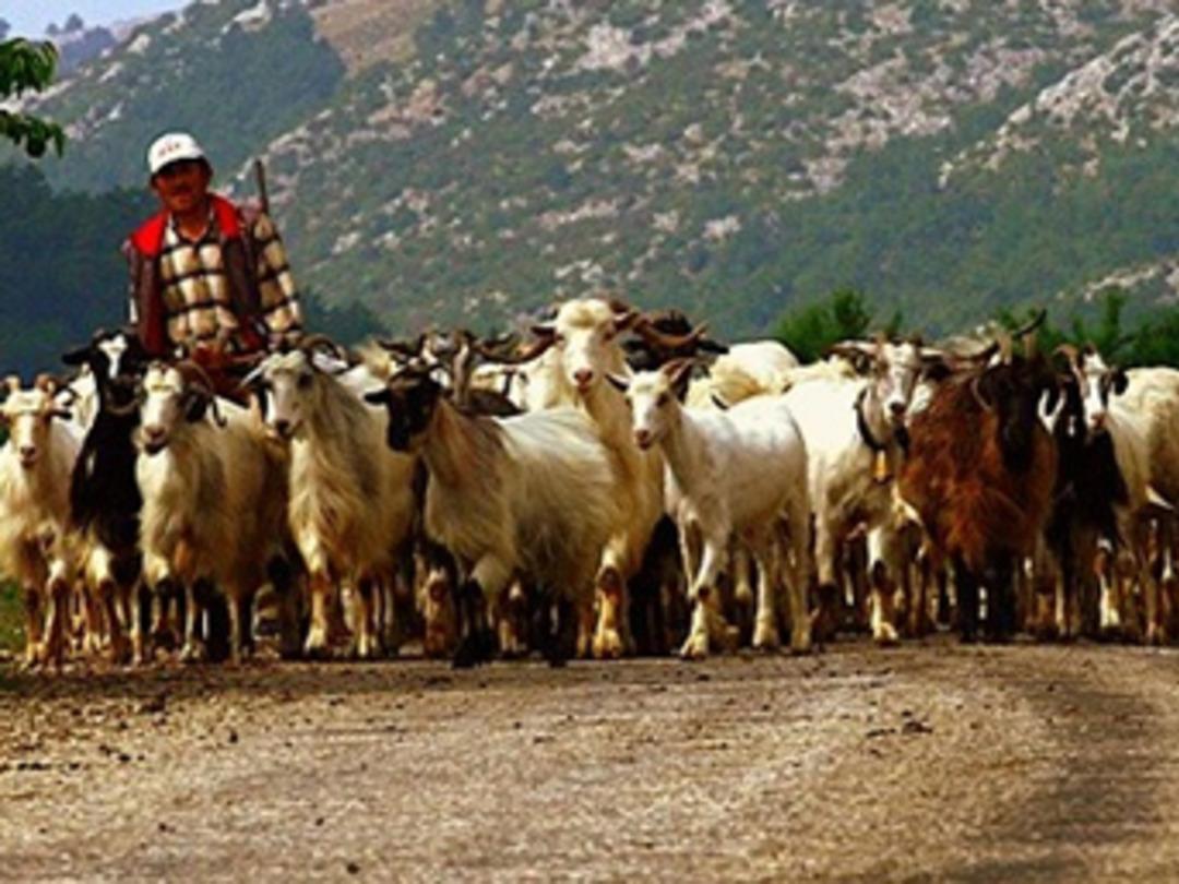 D&uuml;n &ccedil;oban, bug&uuml;n patron