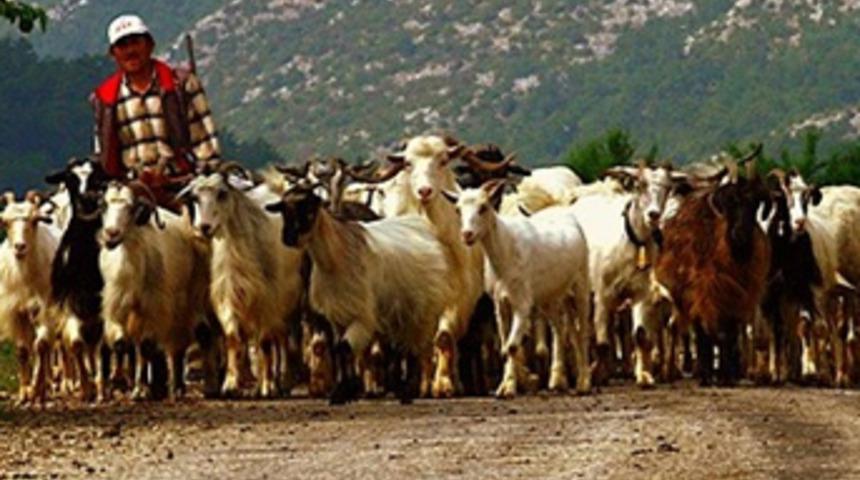 3.500 TL maaşla çoban olmanın 8 şartı