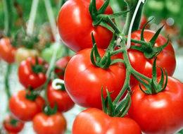 İsrail, Türkiye'den ithal edilecek domatesten vergi almayacak