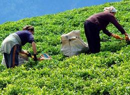 Yaş çay fiyatı açıklandı