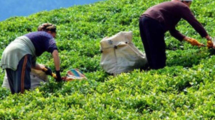 Yaş çay alım fiyatları açıklandı