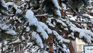 Kar yağışının ardından ağa&ccedil;larda kartpostallık g&ouml;r&uuml;nt&uuml;