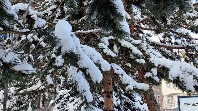Kar yağışının ardından ağaçlarda kartpostallık görüntü