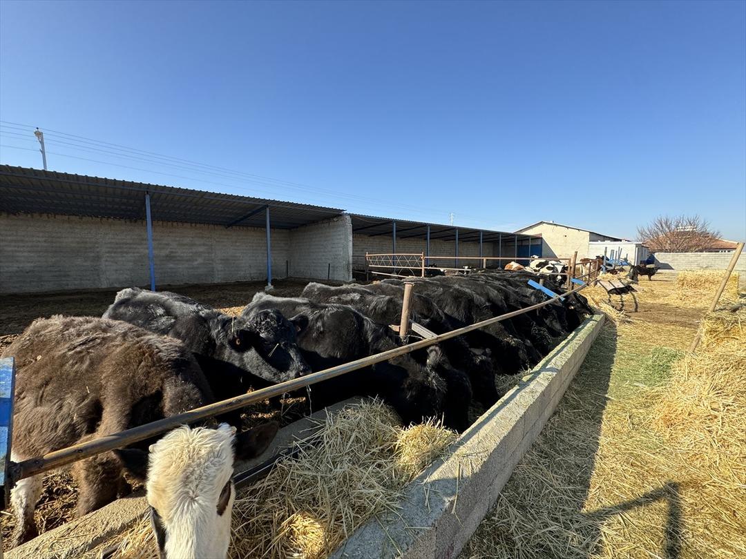 G&uuml;nd&uuml;z sigortacı, mesaiden sonra bu işi yapıyor  Fırsatı değerlendirin  1