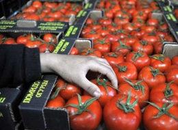 Rusya yasağı kaldırdı, domatesin fiyatı arttı!