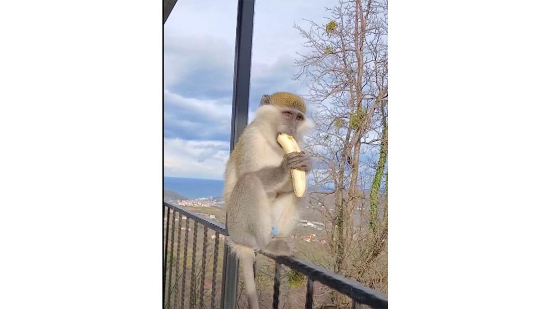 Hayvanat bah&ccedil;esinden ka&ccedil;an maymuna balkonunda muz verdi 1