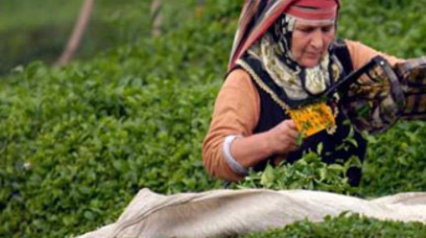 ÇAYKUR, 3 bin 500 işçi alacak