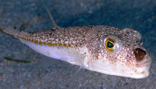 Bu zehirli balığı avlayanlara 1 milyon lira destek!