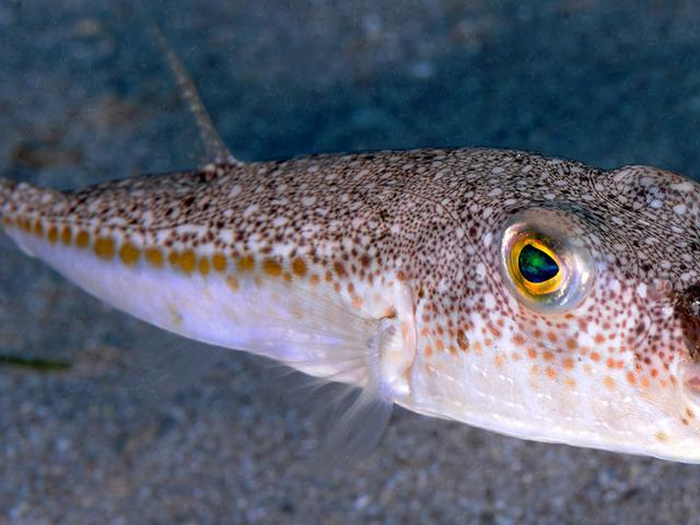 Bu zehirli balığı avlayanlara 1 milyon lira destek!