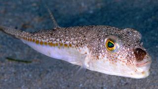 Bu zehirli balığı avlayanlara 1 milyon 227 bin lira destek!