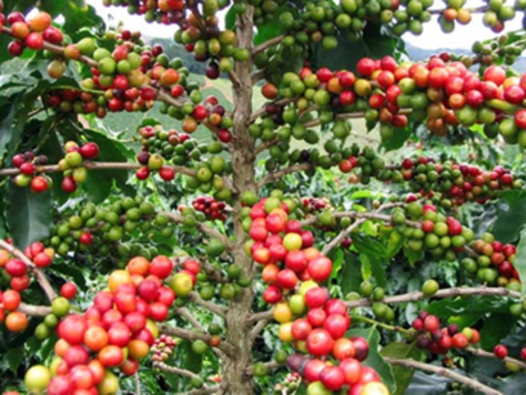 Bu işi yapan k&ouml;şeyi d&ouml;nd&uuml;