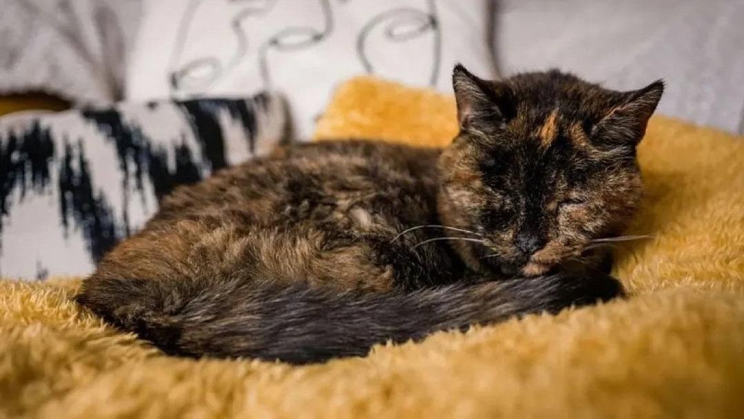 D&uuml;nyanın bilinen en yaşlı kedisi yeni yaşına girdi 1