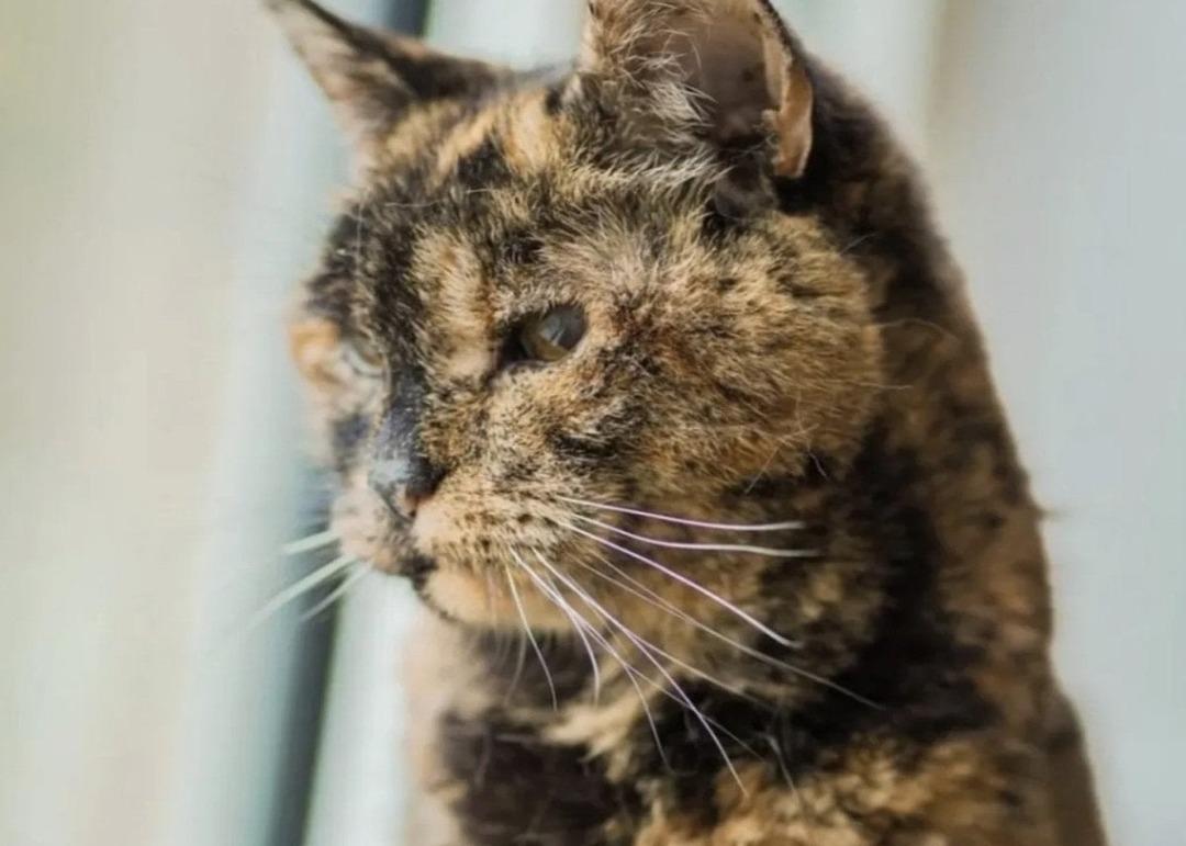 D&uuml;nyanın bilinen en yaşlı kedisi yeni yaşına girdi 2
