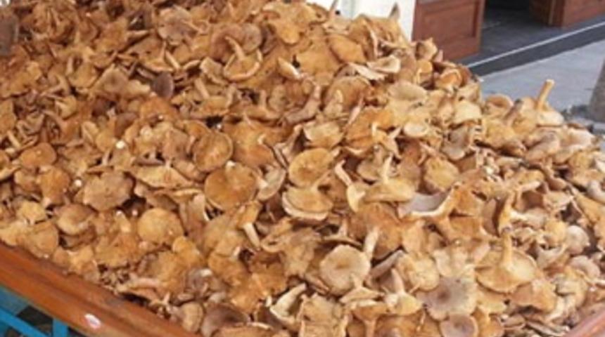 Kilosu 12 liraya ulaştı