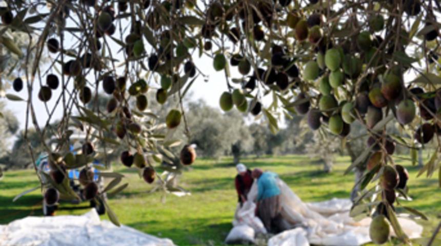Zeytincilik tehdit altında