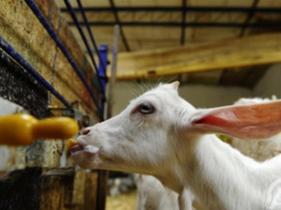 Ke&ccedil;i s&uuml;t&uuml; 'yok satıyor'