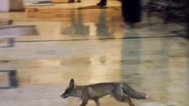 Balıklıgöl’e sürpriz ziyaretçi