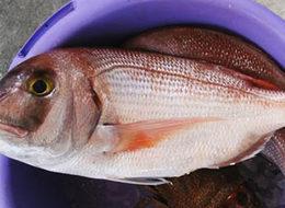 Çupra ve levreğin tahtını sallayacak balık